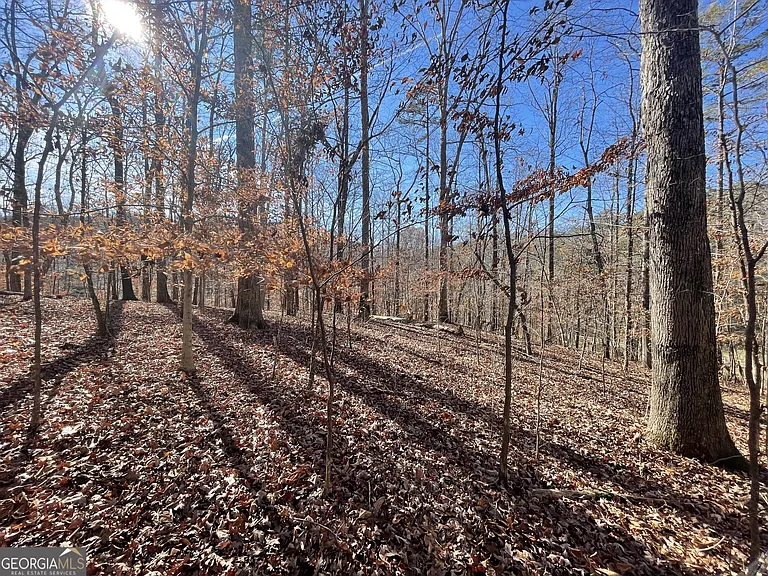 Mature hardwood trees on the property