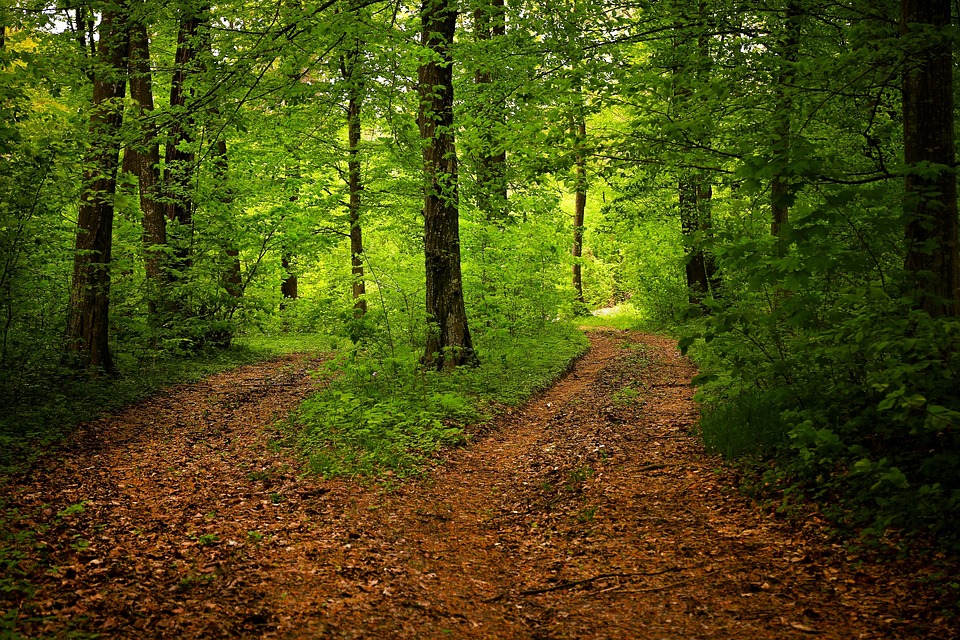 Wooded estate lot